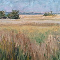 Ochlockonee Marsh